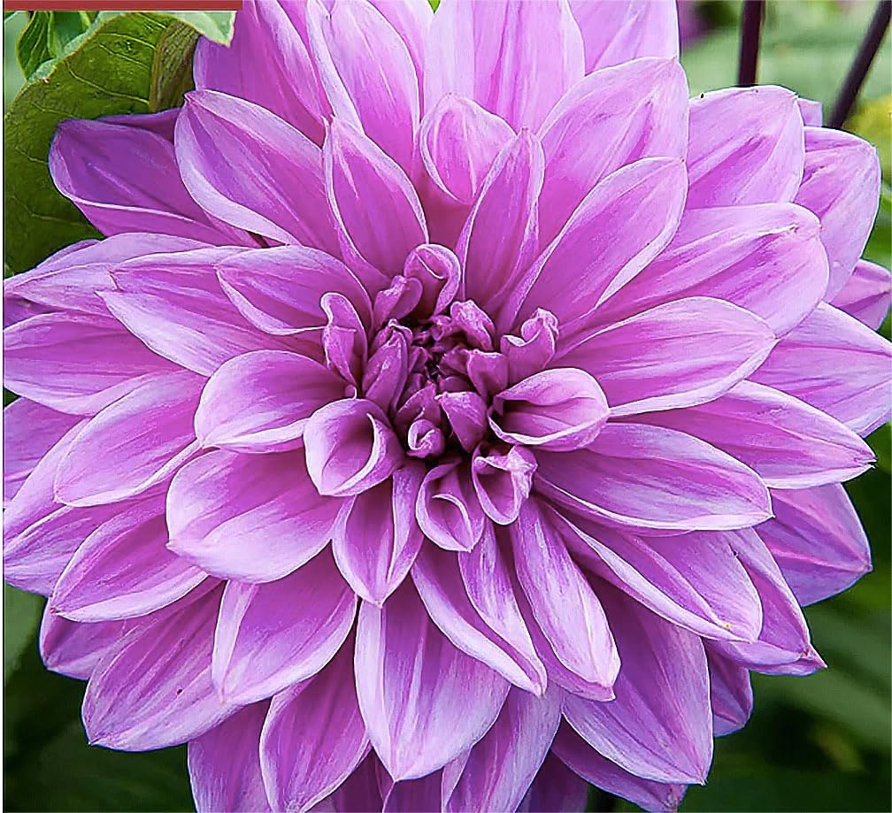 Lilac Time Dahlia - 5 Gallon Size Bare Root Tuber