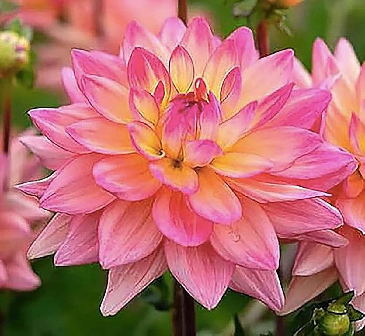 Pink Waterlily Dahlia - 5 Gallon Size Bare Root Tuber