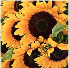 Giant Sunflower Seeds - Mammoth Grey Striped Seeds