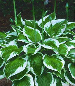Vulcan Hosta - Shade Plant 24" Tall