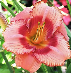 Strawberry Candy Re-Blooming Daylily - Bare Root Plant, Hardy Perennial
