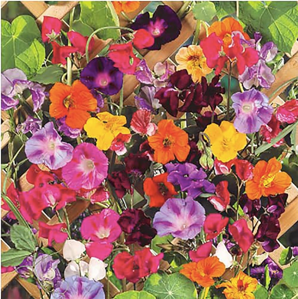 Climbing Vines Seeds, Colorful Mixture | Morning Blooming Vine