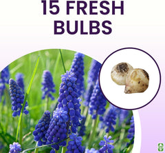 Grape Hyacinth Bulbs - 15 Muscari Armeniacum Bulbs - Grows 6-8" Tall