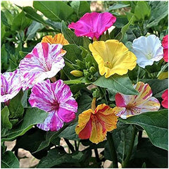 80 Broken Colors Four O'Clock Seeds - Tender Perennial that Reseeds Easily