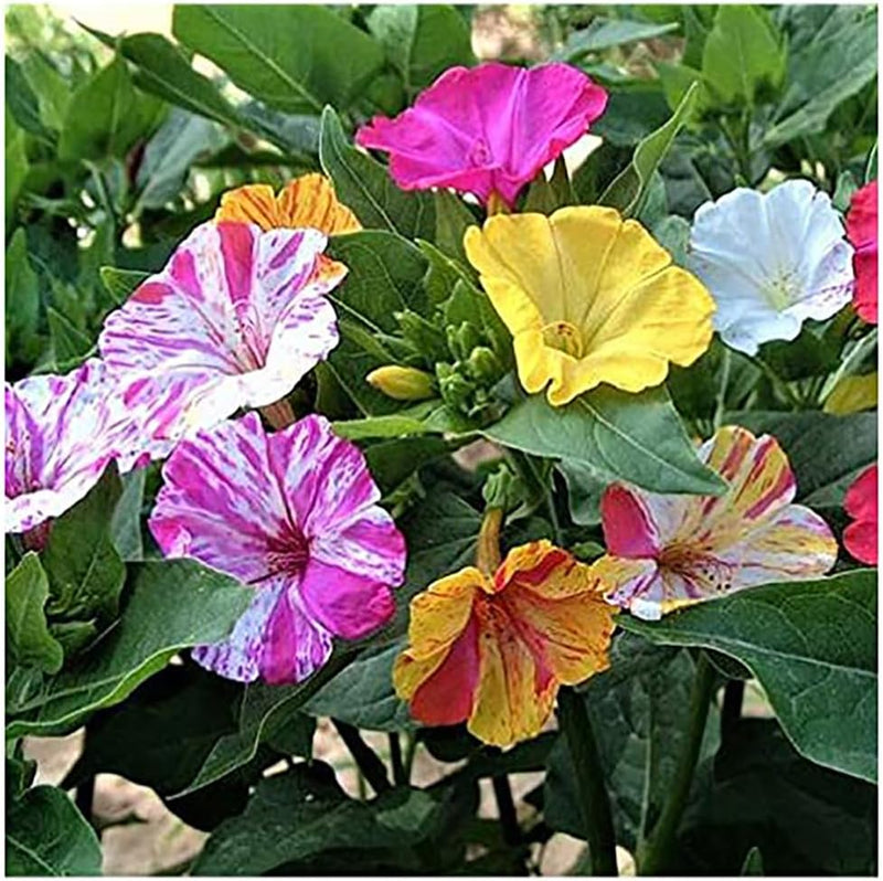 80 Broken Colors Four O'Clock Seeds - Tender Perennial that Reseeds Easily