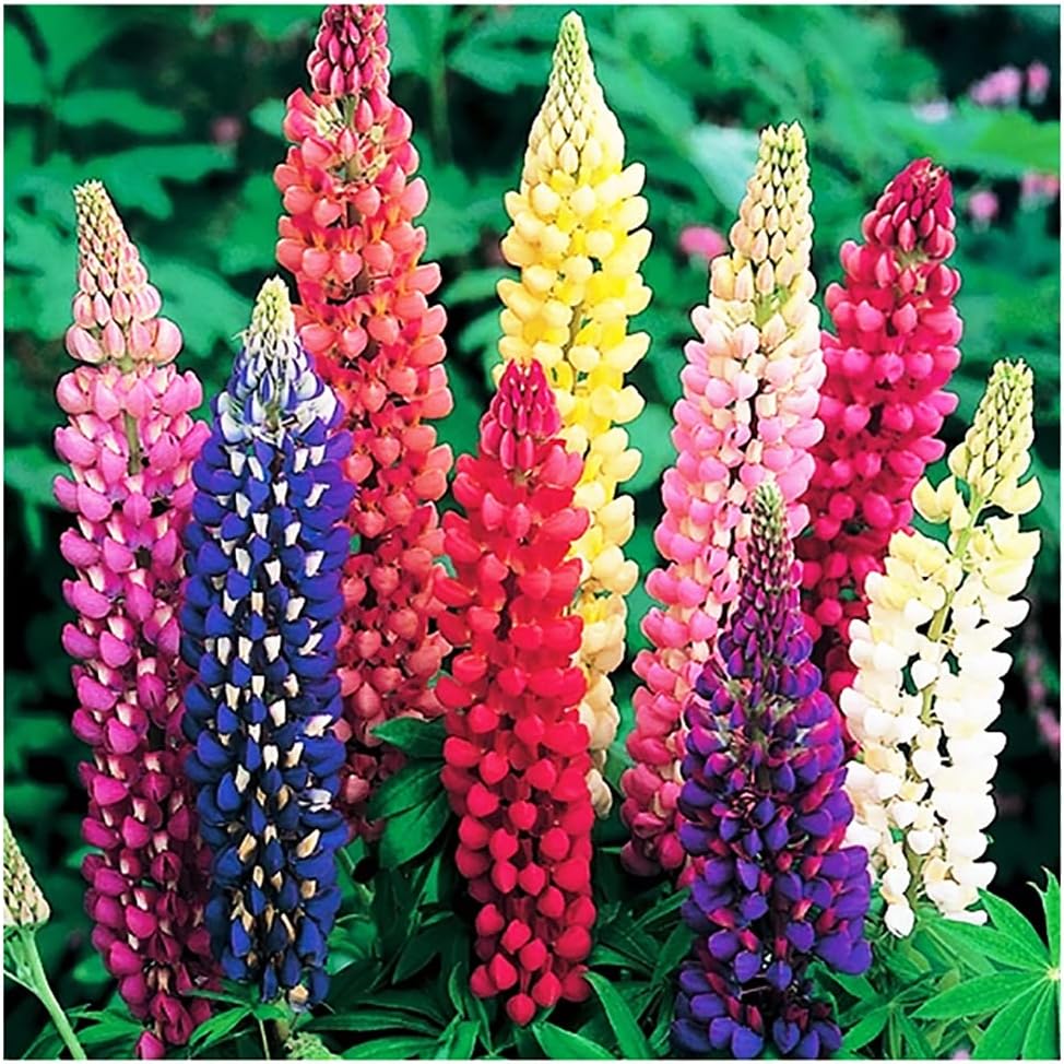 Russell Lupine Seeds Perennial - Grows 40" Tall - Perennial Wildflowers