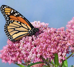 Pink Swamp Milkweed Seeds to Help Save The Monarch Butterflies
