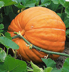 Giant Pumpkin Seeds for Planting – 10 Dill’s Atlantic Seeds