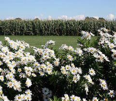 Alaska Shasta Daisy - Perennial, Full Sun Daisy Chrysanthemum - 5,800 Seeds - 30" Tall