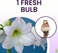 Picasso White Amaryllis Bulb – Large Bulb, 16–24" Tall