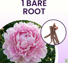 Sarah Bernhardt Double Pink Peony - Large 3-5 Eyes, Bare Root