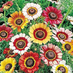 2500 Rainbow Painted Daisy Seeds - Former Wildflower