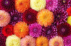 Pink Waterlily Dahlia - 5 Gallon Size Bare Root Tuber