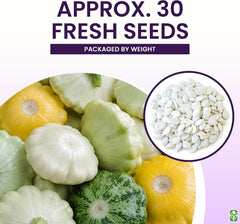 Heirloom Summer Scallop Blend Squash Seeds - Approximately 30 Seeds