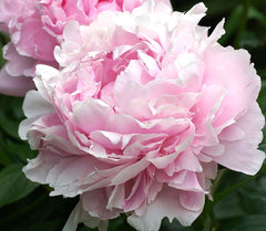 Sarah Bernhardt Double Pink Peony - Large 3-5 Eyes, Bare Root