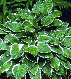 Vulcan Hosta - Shade Plant 24" Tall