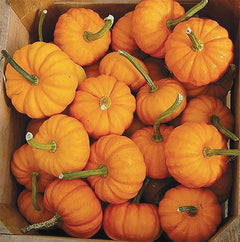 4" Jack Be Little Pumpkin Seeds - Heirloom