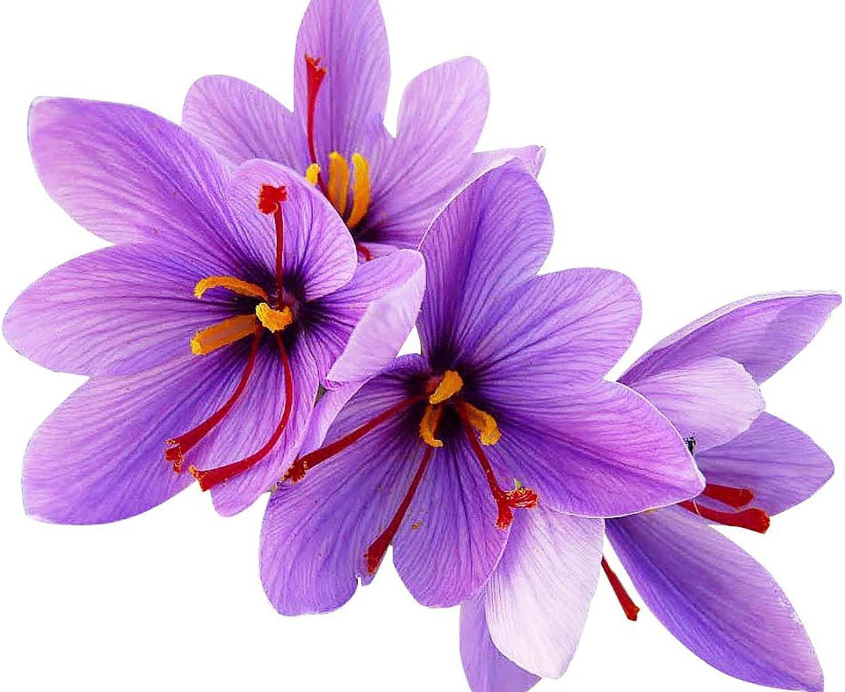 10 Saffron Sativus Crocus Corms - Large Corms