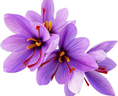 10 Saffron Sativus Crocus Corms - Large Corms