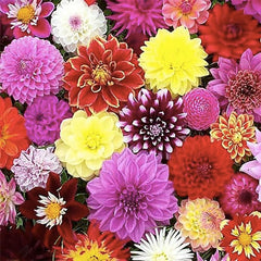 Lilac Time Dahlia - 5 Gallon Size Bare Root Tuber