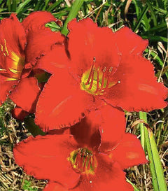 Strawberry Candy Re-Blooming Daylily - Bare Root Plant, Hardy Perennial