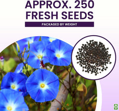 Morning Glory Seeds for Planting - 250 Fresh Seeds