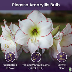 Picasso White Amaryllis Bulb – Large Bulb, 16–24" Tall