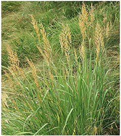 Indiangrass Seeds - Tall Grass Prairie Inhabitant - Can Reach 7 Feet in Height