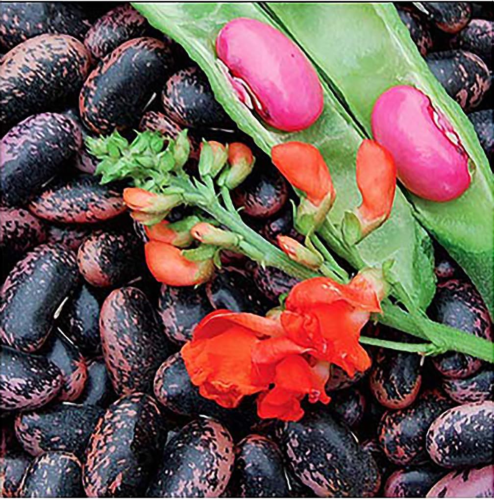 Heirloom Scarlet Runner Beans Seeds - 20 Large Bean Seeds Non GMO
