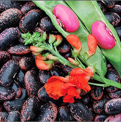 Heirloom Scarlet Runner Beans Seeds - 20 Large Bean Seeds Non GMO
