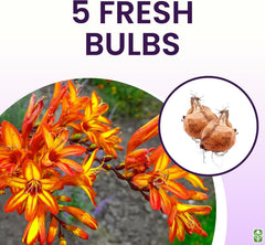 5 Firestarter Crocosmia Blubs - Grows 30-48" Tall