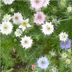 1000 Seeds - Love in a Mist Mix Nigella - Easy to Grow