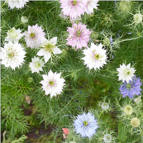 1000 Seeds - Love in a Mist Mix Nigella - Easy to Grow