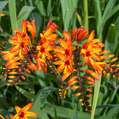 5 Firestarter Crocosmia Blubs - Grows 30-48" Tall