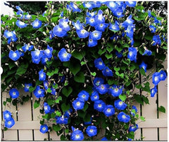 Morning Glory Seeds for Planting - 250 Fresh Seeds