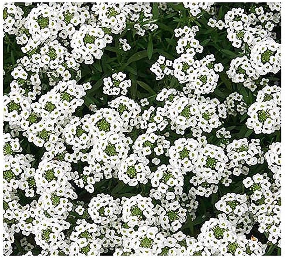 8000 Sweet Alyssum Seeds - Carpet of Snow - Great Ground Cover