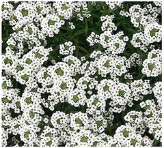 8000 Sweet Alyssum Seeds - Carpet of Snow - Great Ground Cover