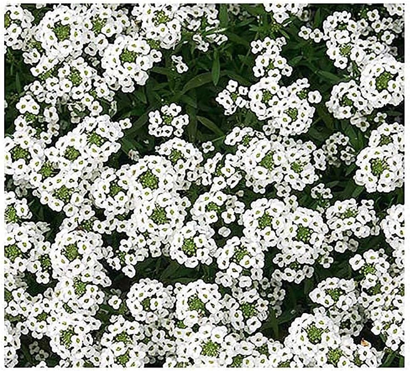 8000 Sweet Alyssum Seeds - Carpet of Snow - Great Ground Cover