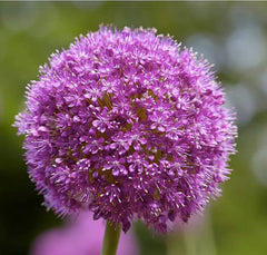 Allium Bulbs for Planting - 5 Large Bulbs - Purple Sensation Plant 30"