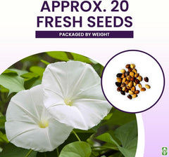 White Moonflower Vine Seeds - Climbing Vine Up to 15 Feet - Fragrant