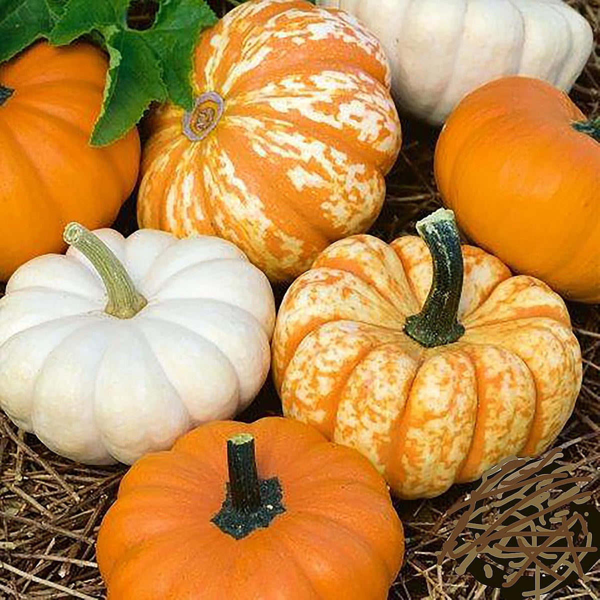 Mini Harvest Pumpkin Seeds - Approximately 30 Seeds