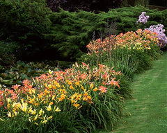 Strawberry Candy Re-Blooming Daylily - Bare Root Plant, Hardy Perennial