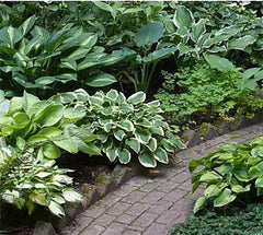 Vulcan Hosta - Shade Plant 24" Tall