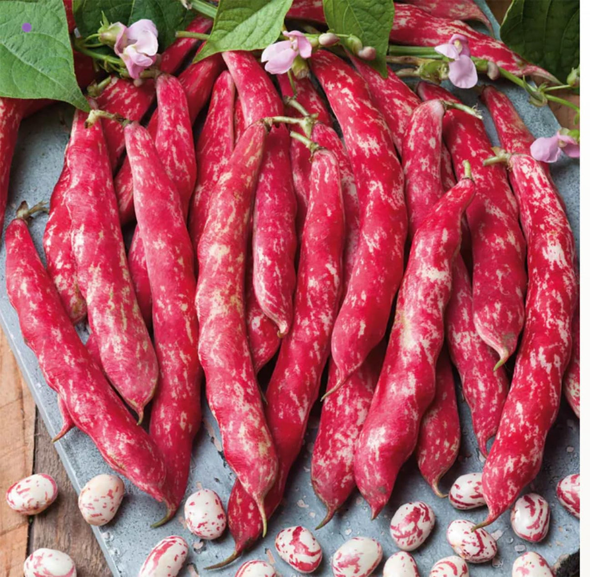 Tongue of Fire Bean Seeds - 20 Large Seeds - Bush Bean