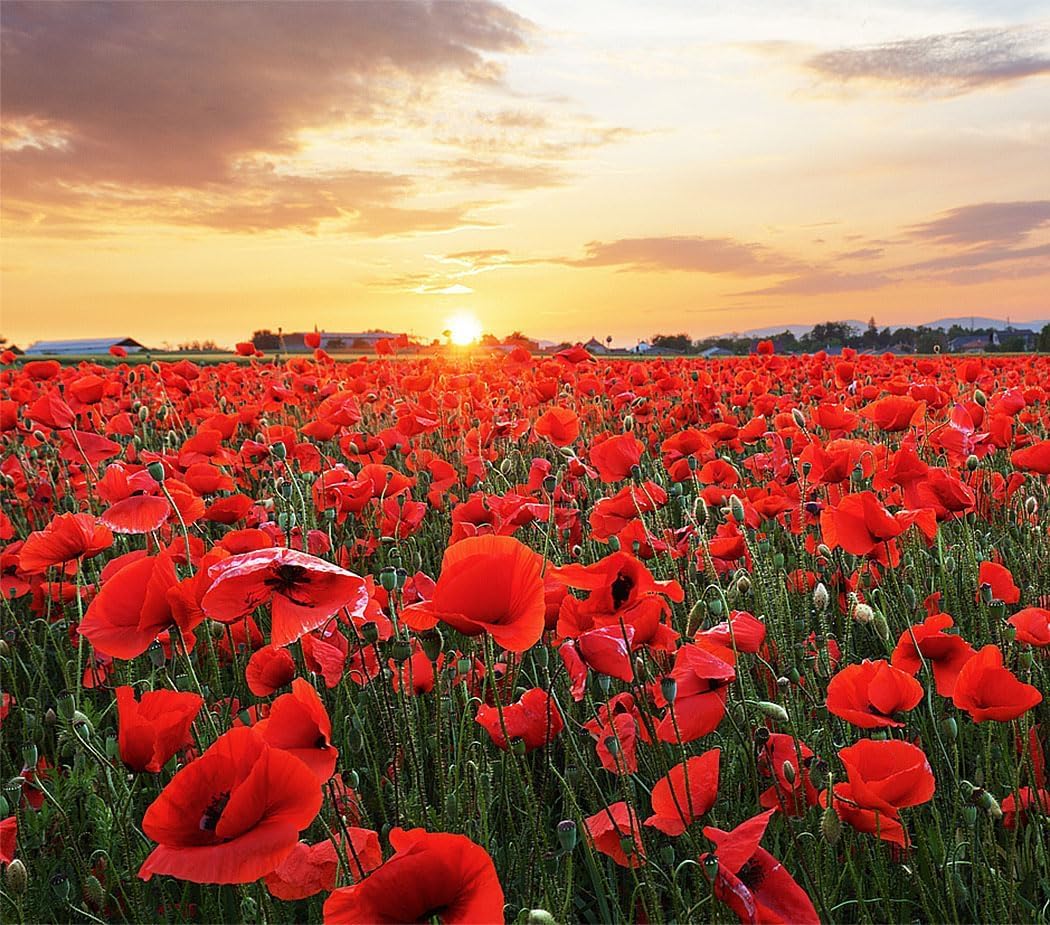 Red Flanders Poppy Seeds for Planting - 50,000+ Fresh Flower Seeds
