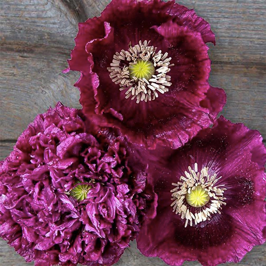 Black Beauty Poppy Seeds for Planting - 300 Fresh Flower Seeds