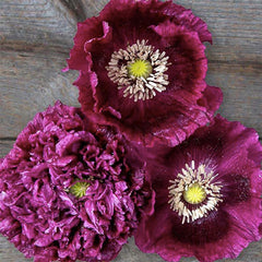 Black Beauty Poppy Seeds for Planting - 300 Fresh Flower Seeds