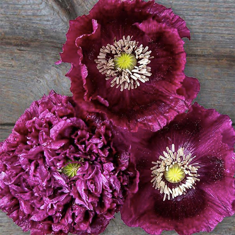 Black Beauty Poppy Seeds for Planting - 300 Fresh Flower Seeds