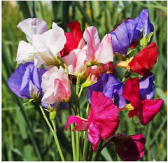 High Scent Sweet Pea Seeds - Approximately 50 Seeds - Most Fragrant Sweet Peas