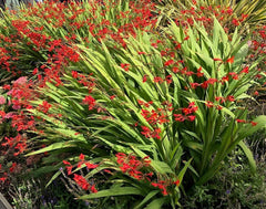 Fire Jumper Crocosmia Blubs - Grows 30-48" Tall. - 5 Bulbs
